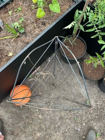 Photo of free 3 sided metal plant trellis/obelisk (Gorse Hill M16) #3