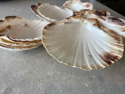 Photo of free 13 x shells (Windsor SL4) #1