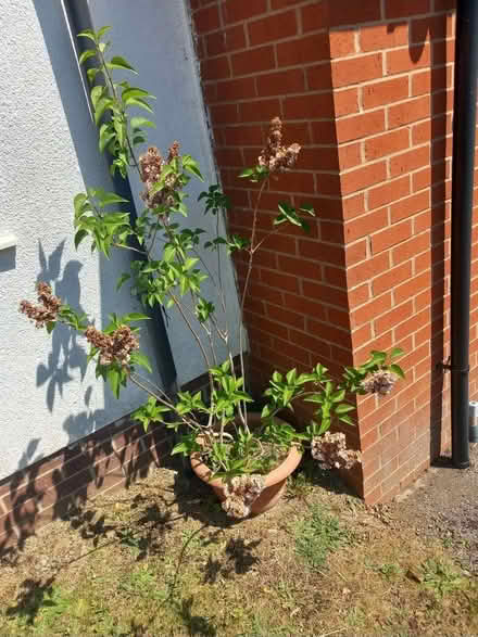 Photo of free Large garden plant (Cam GL11) #1