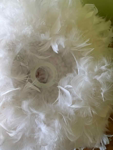 Photo of free Ceiling light (Horsham) #2