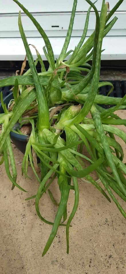 Photo of free Aloe Vera plant (Old Town BN20.) #2