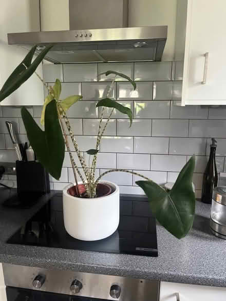 Photo of free House plant - zebra alocasia (N19 4PQ) #1