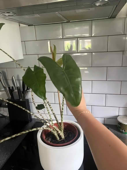 Photo of free House plant - zebra alocasia (N19 4PQ) #4