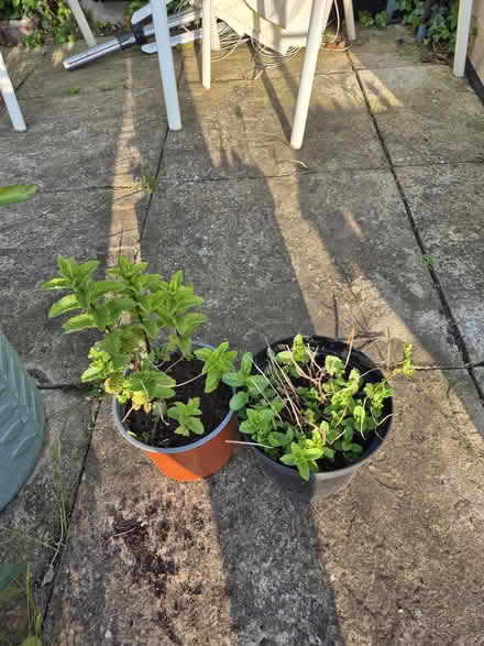 Photo of free Mint plants (CT10) #1