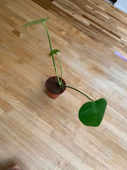 Photo of free Monstera deliciosa (Birchwood AL10) #1