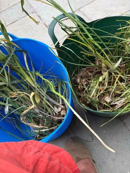 Photo of free Mixed bulbs (Hayle TR27) #1