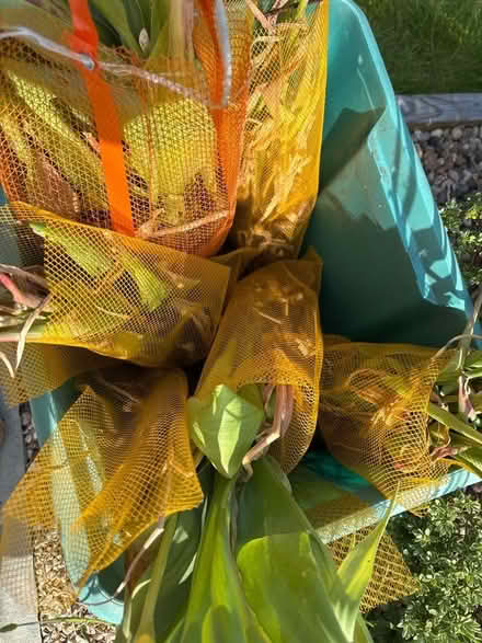 Photo of free Tulip bulbs ( mostly!) (Hayle TR27) #1