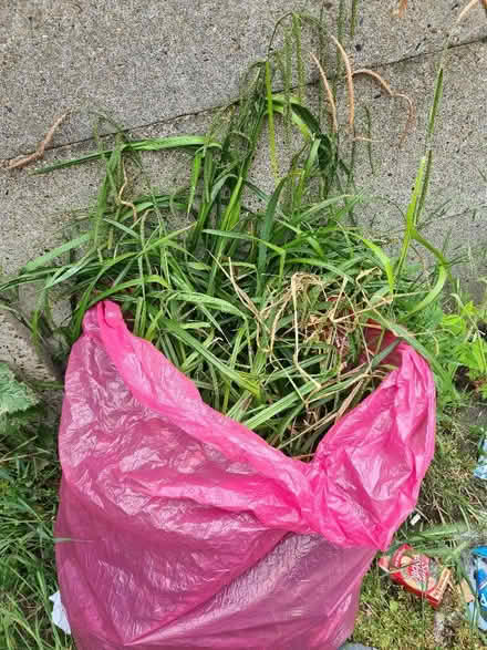 Photo of free Plants (Woodford IG8) #2