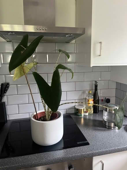 Photo of free House plant - zebra alocasia (N19 4PQ) #3