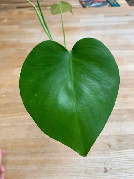 Photo of free Monstera deliciosa (Birchwood AL10) #3