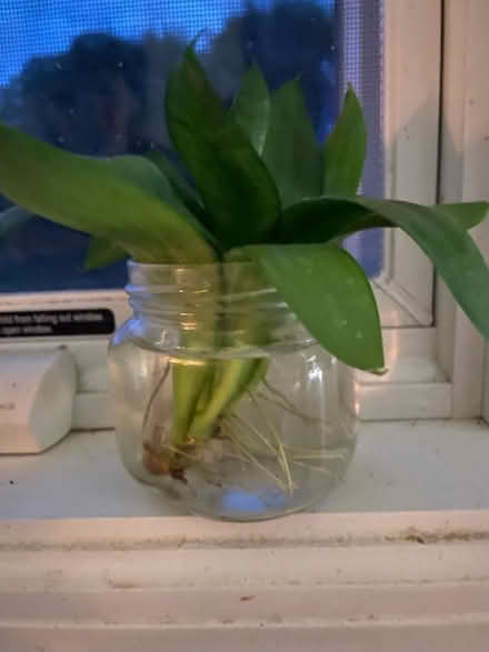 Photo of free Rooted snake plant (Red Bank) #1