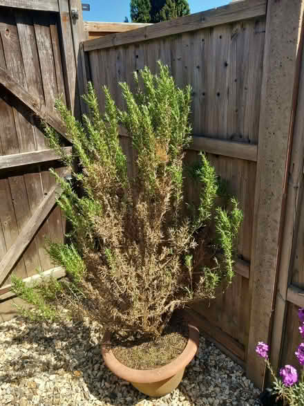 Photo of free Large Rosemary in pot (Cam GL11) #1