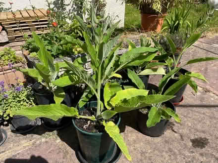 Photo of free Comfrey Plants - 'Bocking 14' (Three Cocks LD3) #1