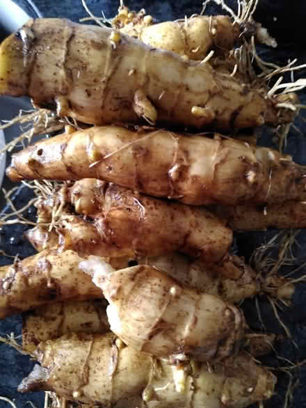 Photo of free Jerusalem artichokes (Old Woking GU22) #1