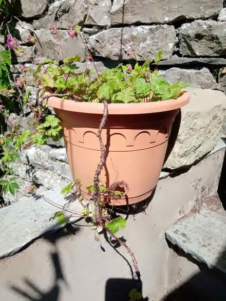 Photo of free 3 x flowering garden plants in need of TLC (Kendal LA9) #1