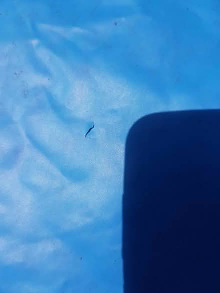 Photo of free Kids paddling pool (Woolton L25) #2
