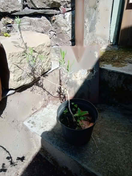 Photo of free 3 x flowering garden plants in need of TLC (Kendal LA9) #2