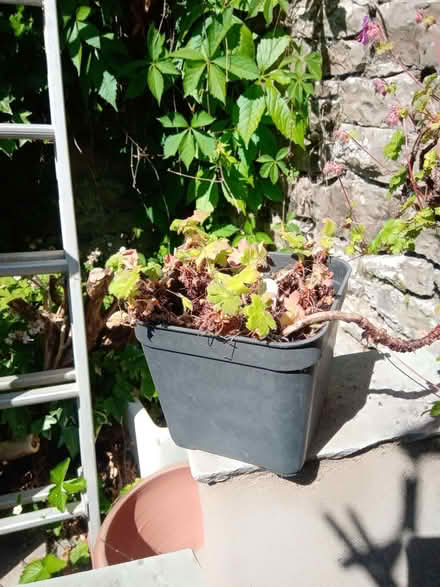 Photo of free 3 x flowering garden plants in need of TLC (Kendal LA9) #3