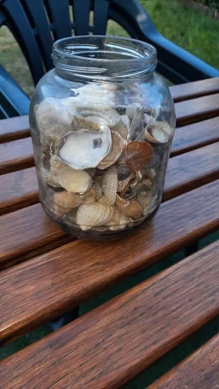 Photo of free Sea shells (Abbey Wood SE2) #1