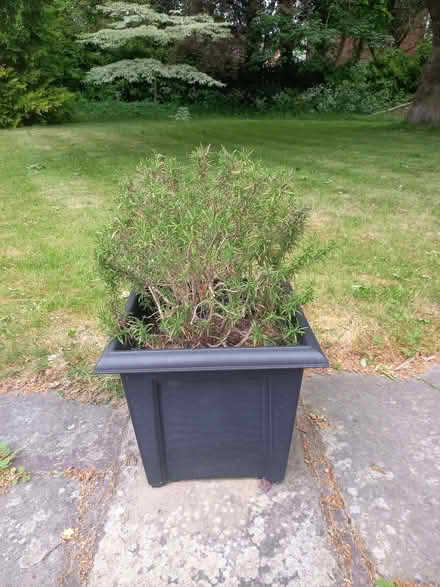 Photo of free 2 Rosemary Bushes (Harrogate HG2) #1