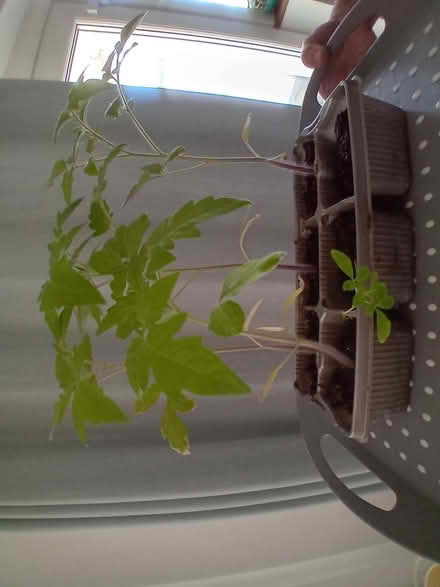 Photo of free Tomato Plants (Bowbridge GL5) #1