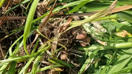 Photo of free Crocosmia plants and bulbs (Stone Cross BN23) #2