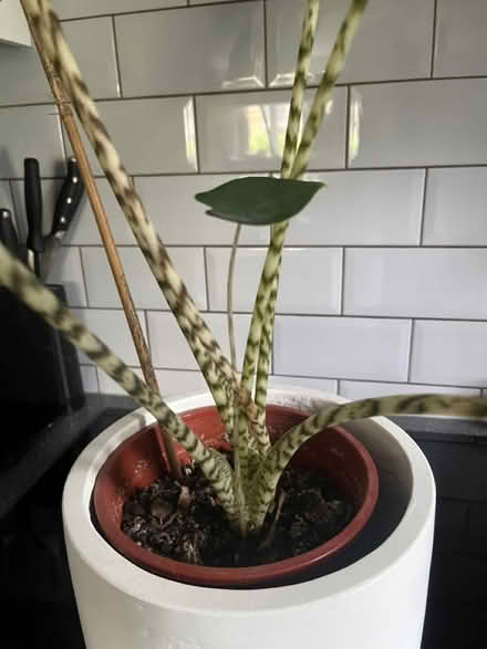 Photo of free House plant - zebra alocasia (N19 4PQ) #2