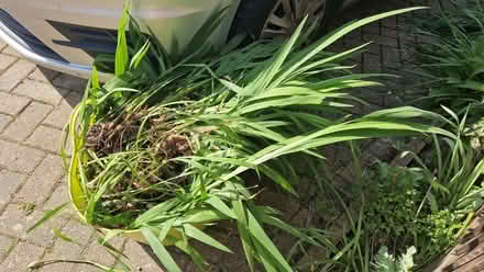Photo of free Crocosmia plants and bulbs (Stone Cross BN23) #1