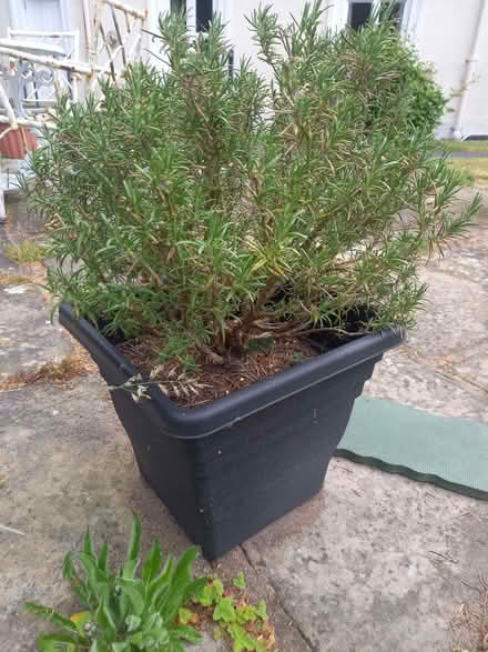 Photo of free 2 Rosemary Bushes (Harrogate HG2) #2
