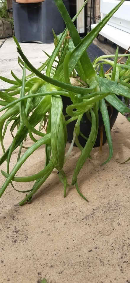 Photo of free Aloe Vera plant (Old Town BN20.) #1
