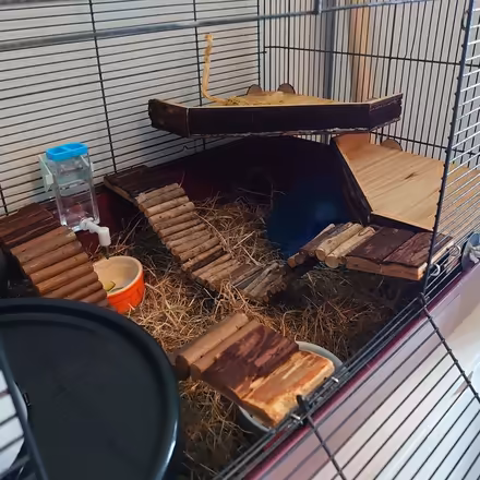 Photo of free Hamster & huge cage (Halifax) #2