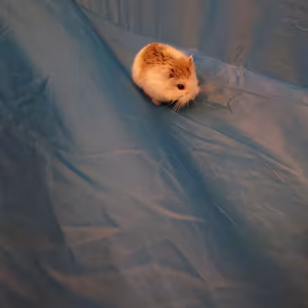 Photo of free Hamster & huge cage (Halifax) #1