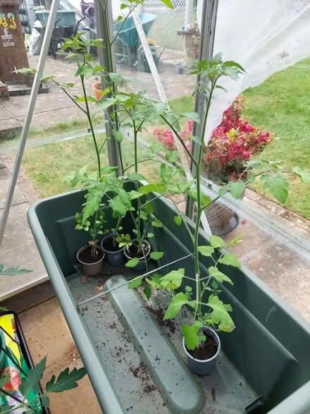 Photo of free Cherry tomatoe plants (Hertford Road SG2) #1