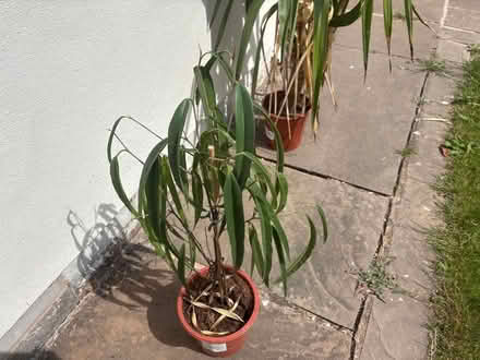 Photo of free House plants (Belle Vue SY3) #1