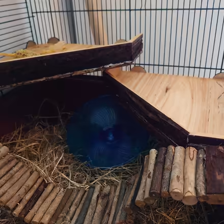 Photo of free Hamster & huge cage (Halifax) #3