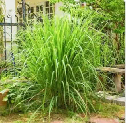 Photo of Pots of Grasses for a garden (Tooting SW17) #1