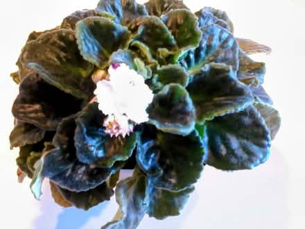 Photo of free African violets (Hawthorne Hills in NE Seattle) #1