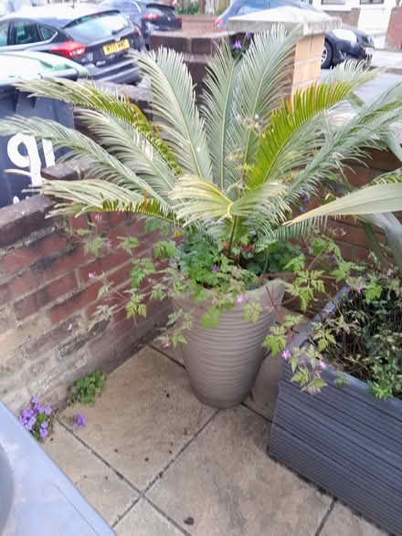Photo of free Sago palm tree in pot (Turnpike lane N15) #1