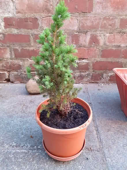 Photo of free Little evergreen tree (Southport PR8) #1