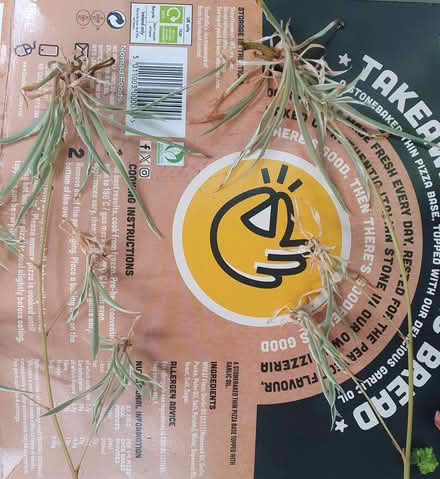 Photo of free Spider plants need potting (Heysham) #1