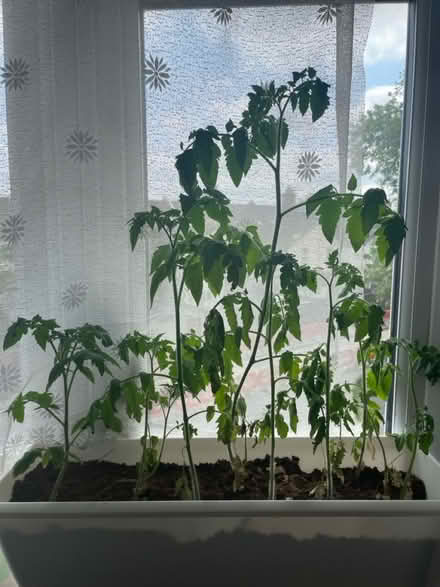 Photo of free Tomato plants (NW10 Harlesden) #1