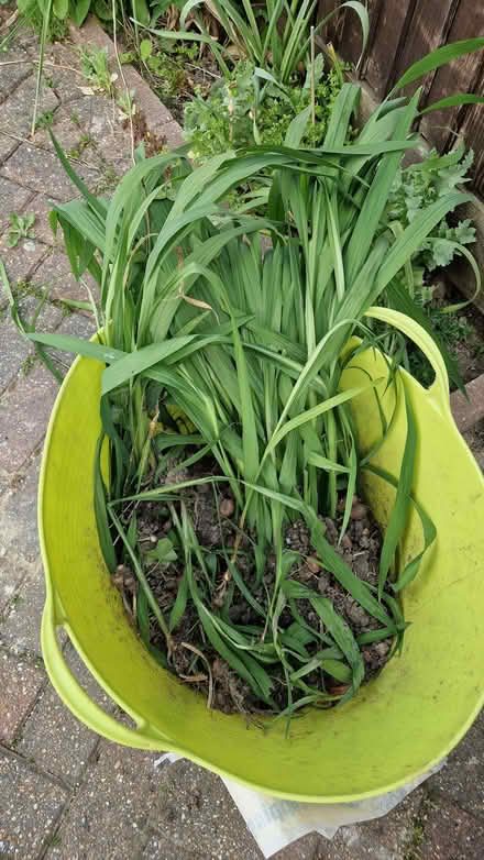 Photo of free Crocosmia plants and bulbs (Stone Cross BN23) #3