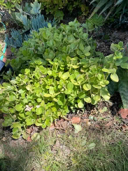 Photo of free Aloe Vera and Succulent Plant (Near Novato Hight School) #2