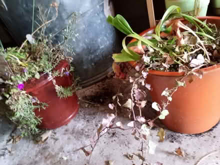 Photo of free Ceramic plant pots (Bradway S17) #1