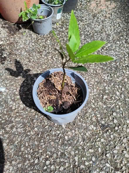 Photo of free Small bay plant (L1 Liverpool City Centre) #1