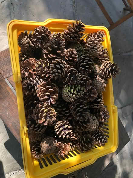 Photo of free Crate of fir cones - for craft (Marton) #1