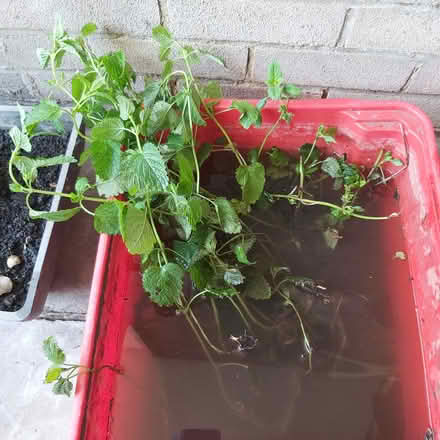 Photo of free Lemon balm plant with roots (Addington Village, Croydon) #1
