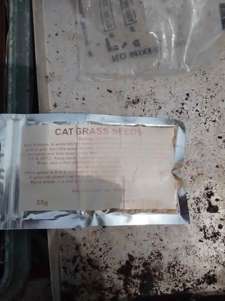 Photo of free Cat grass (Temple Cowley OX4) #2
