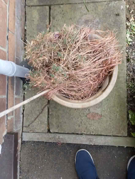 Photo of free Ceramic plant pots (Bradway S17) #3