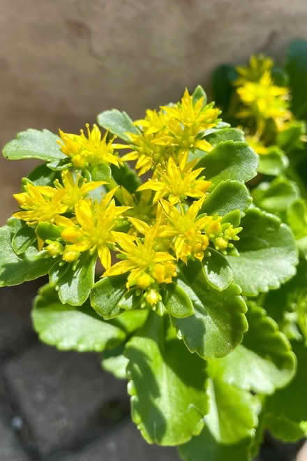 Photo of free Sedum yellow flowers (Morden SM4) #1